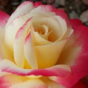 Meet your Posher, Serena